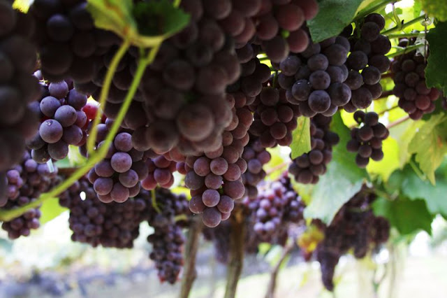 São Roque Vinicola Goes foto Janice Prado1 - O que fazer em São Roque