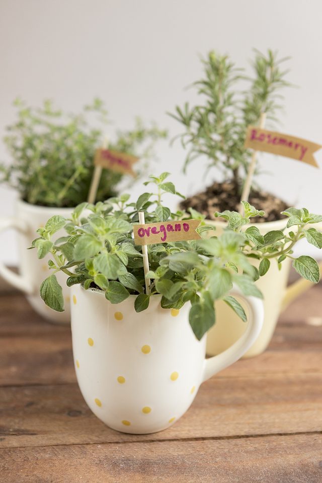 Horta em casa 2 - Horta em casa –boas ideias com toque especial na decoração