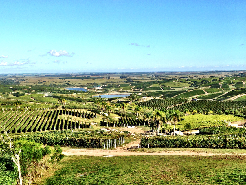 Bodega Garzon 3 - Bodega Garzón