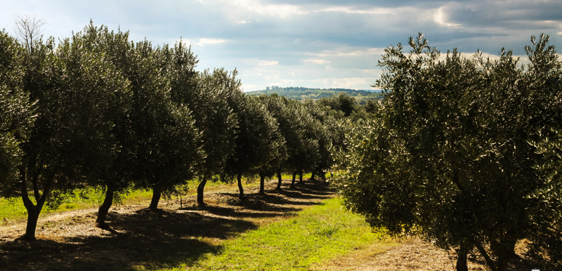 Bodega Garzon oliveiras - Bodega Garzón