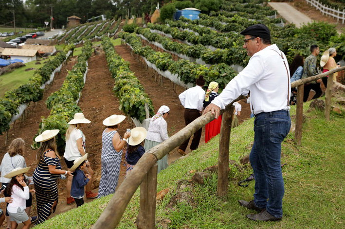 Quinta do Olivardo Vindima - Quinta do Olivardo