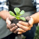 Por um sistema alimentar que regenere 150x150 - Pão de Mandioquinha